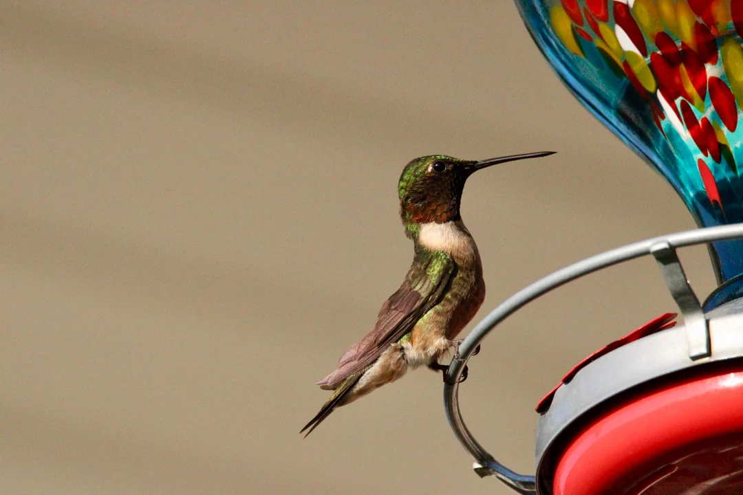 how do i make hummingbird feeder nectar