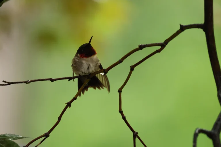 how do you make hummingbird nectar for feeders