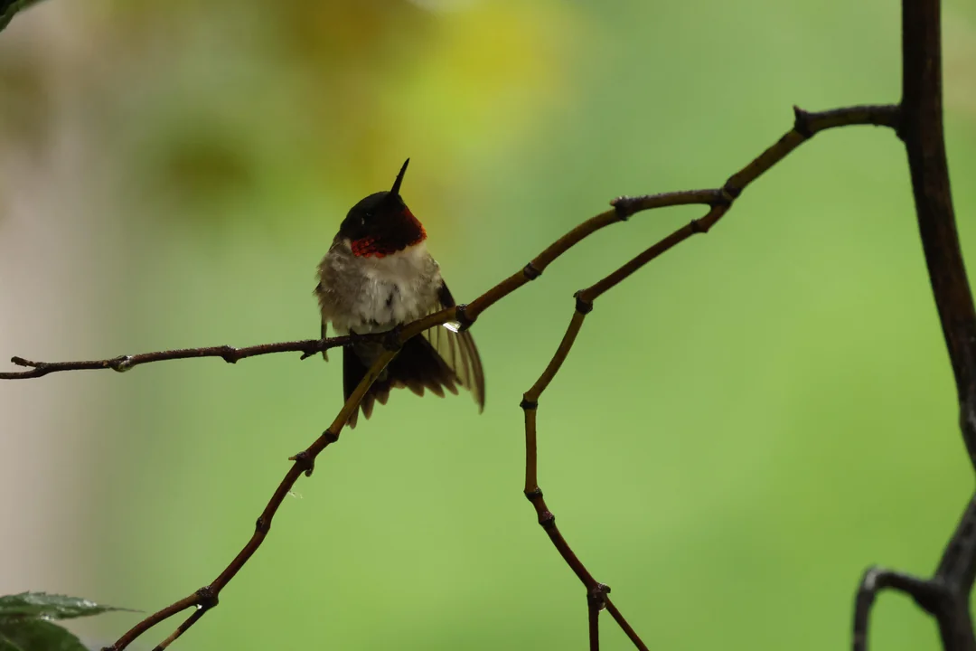 how do you make hummingbird nectar for feeders