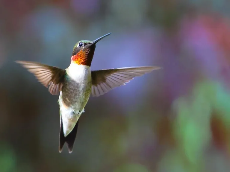 how to fix hummingbird food