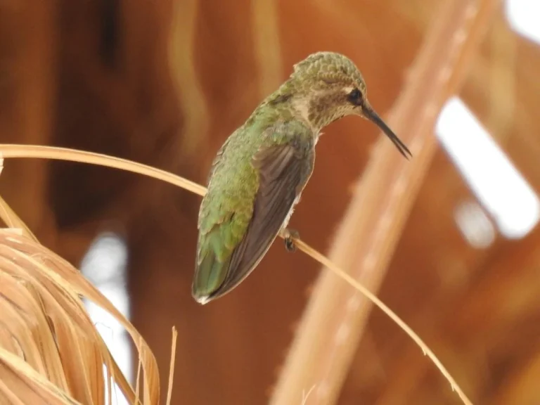 hummingbird feeder sugar water