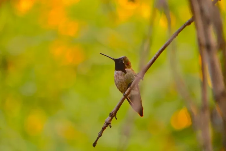 making your own hummingbird food