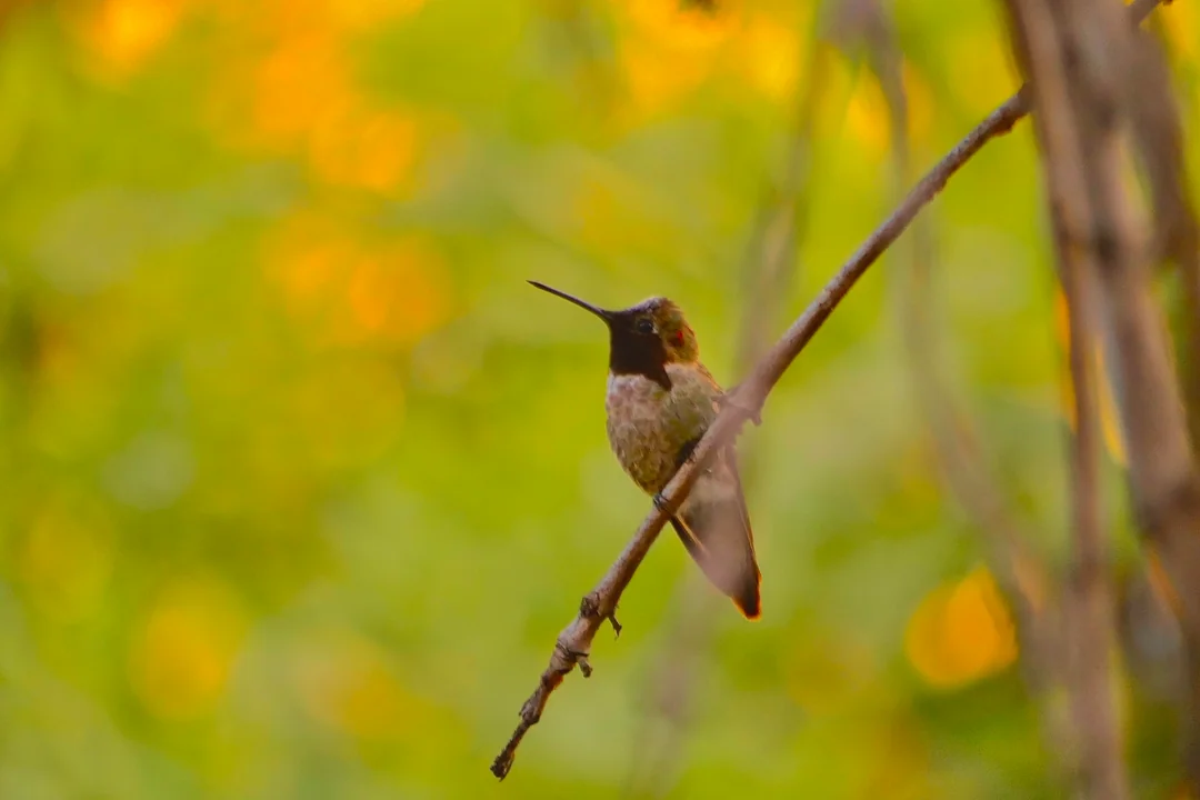 making your own hummingbird food