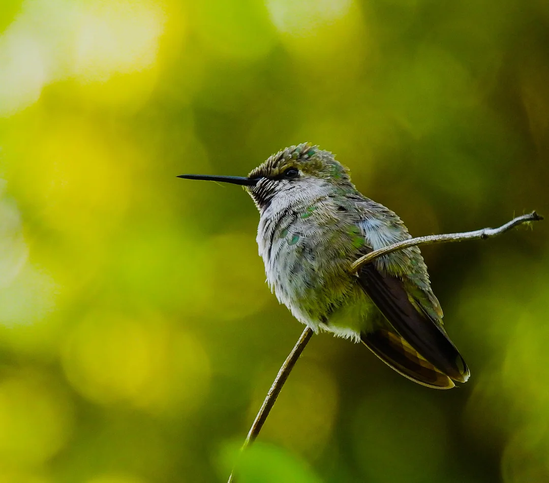 what can you put in a hummingbird feeder