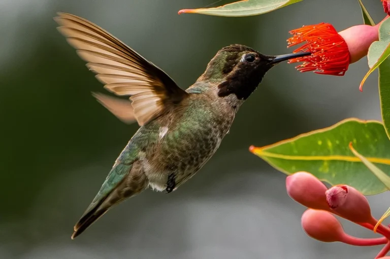 what is the hummingbird mixture
