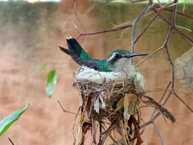 what's the mixture for hummingbird food
