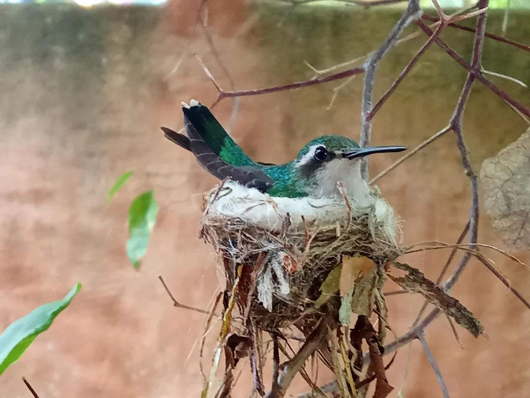 what's the mixture for hummingbird food