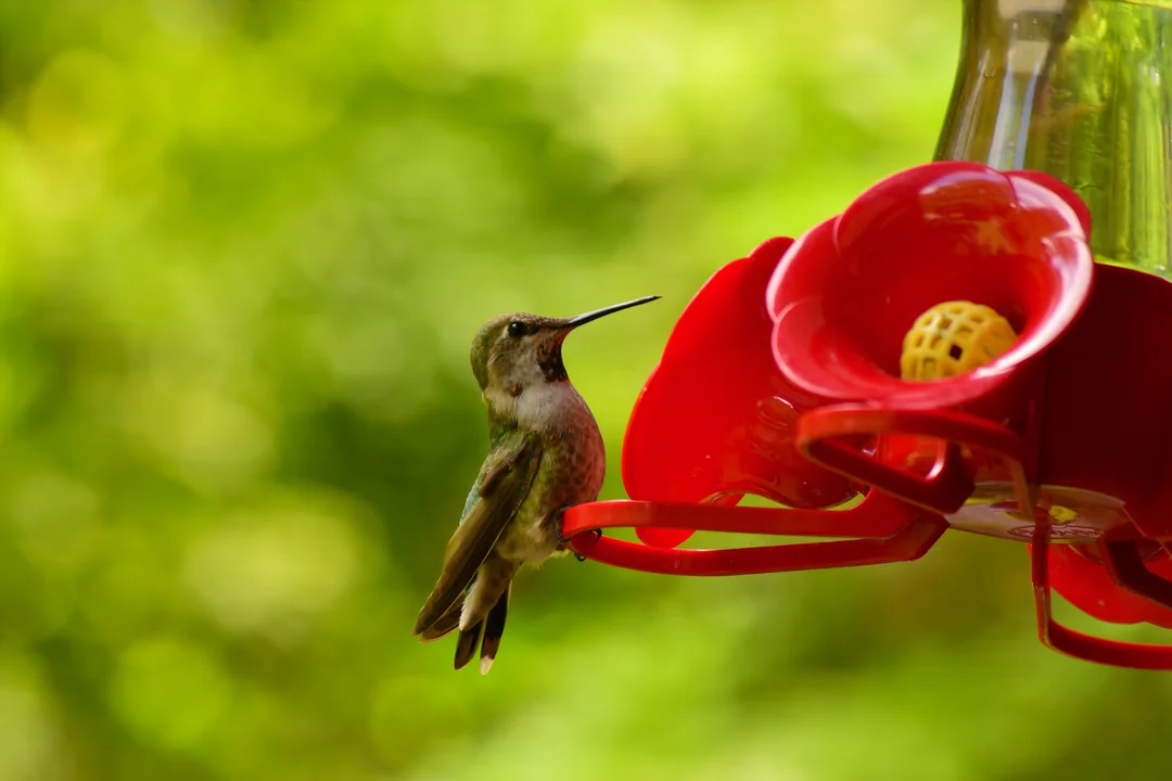 How To Make Hummingbird Food